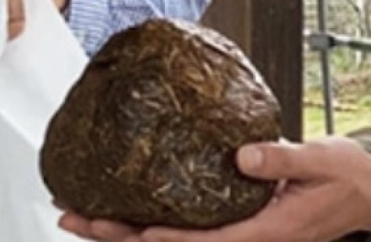 サバンナ堆肥 実証実験