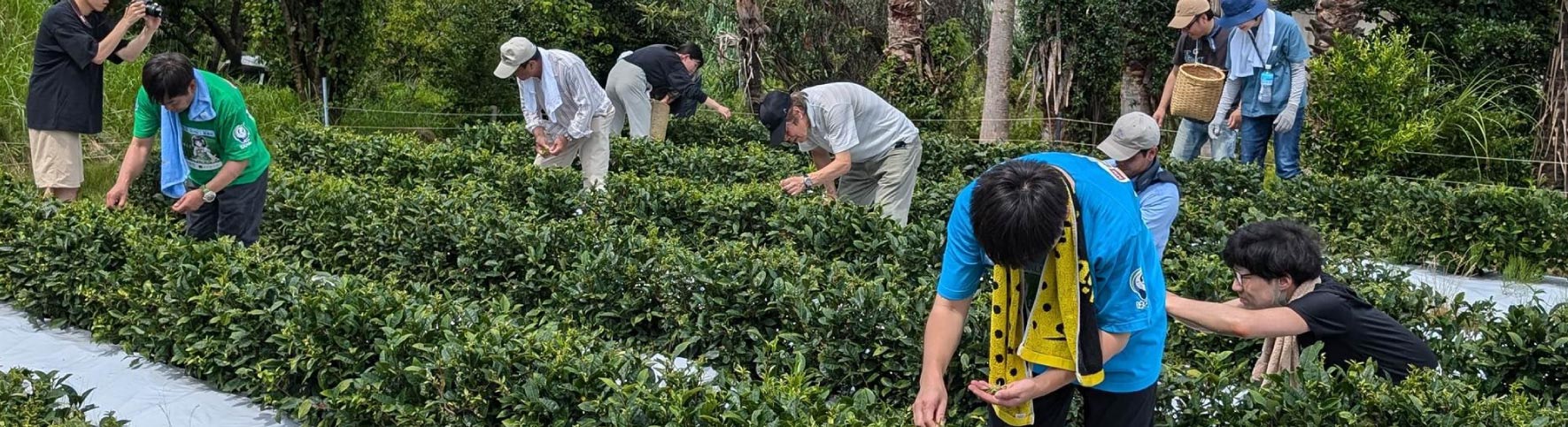 茶畑での活動風景